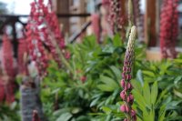 Waarom iedereen dit jaar lupines in de tuin plant